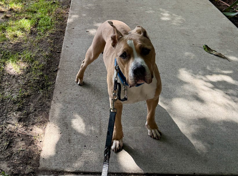 Elvis standing on a sidewalk in the shade looking at the camera