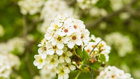 Flowers and other fragrant part of trees. Copyright Tom Kimmerer