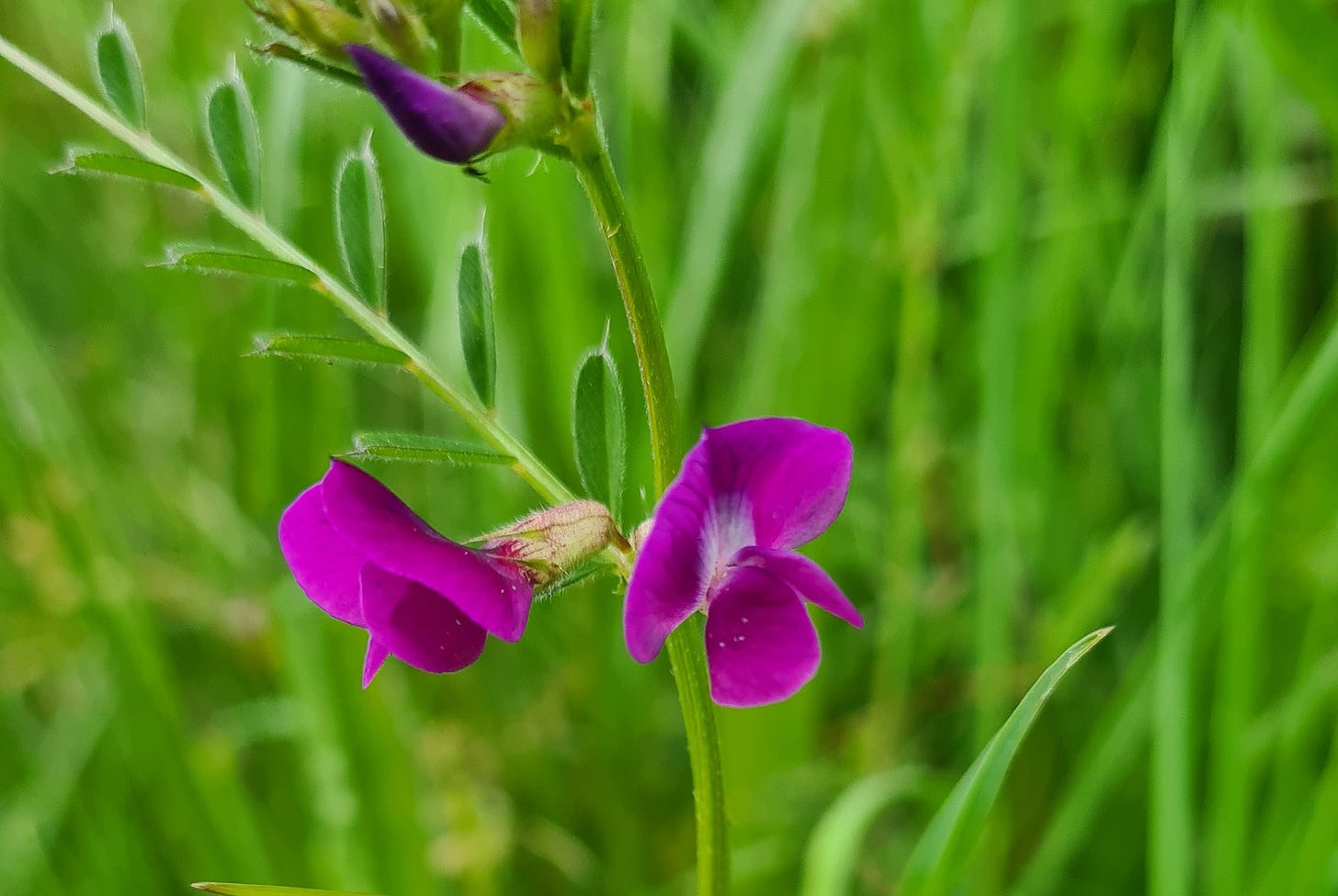 Common Vetch Common Vetch