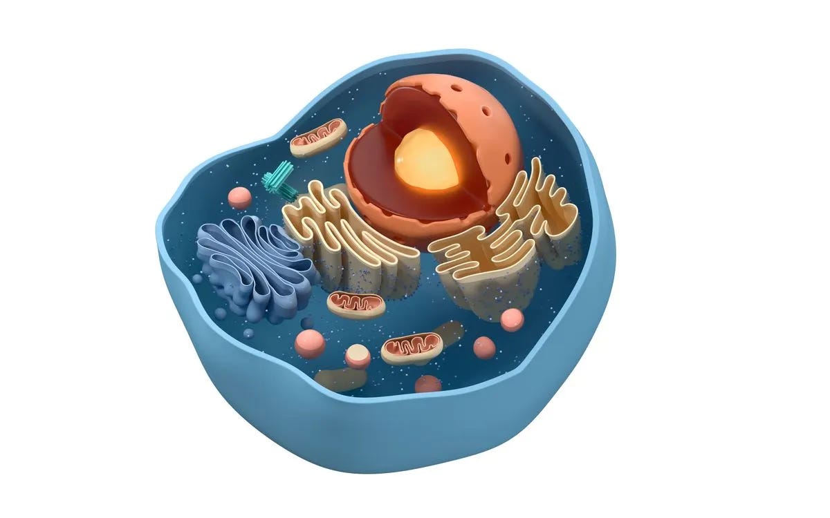 Cartoon drawing of interior working of cell. Cartoon drawing of interior working of cell.
