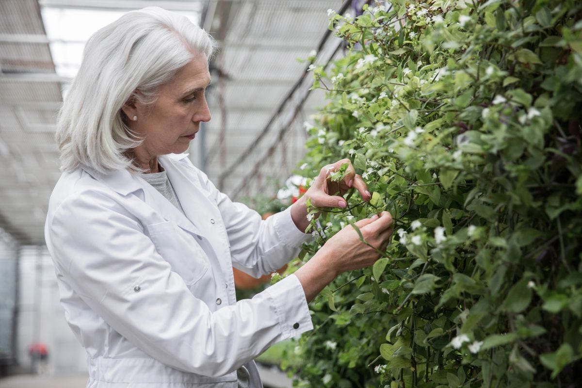 Woman scientist examining plant in greenhouse