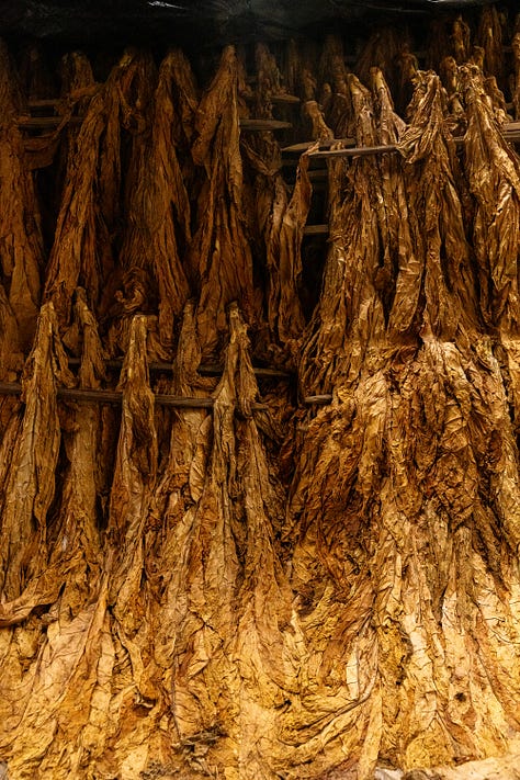 Midwestern Nice: Disappearing tobacco fields