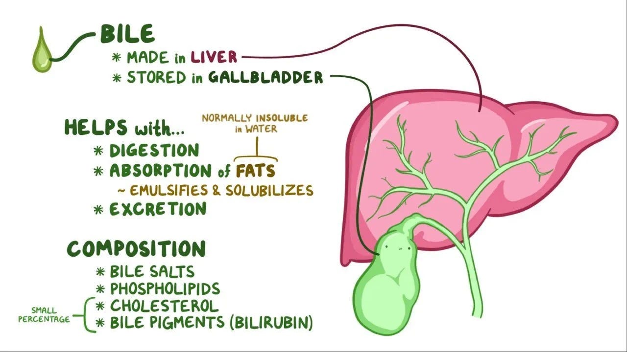 Beyond Digestion: The Science of Bile and How to Keep It Flowing Freely