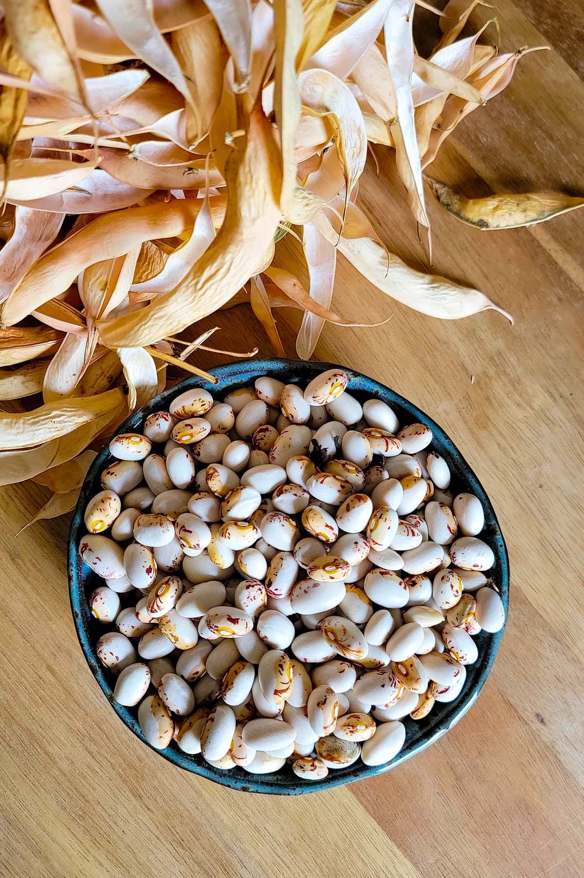 Hidatsa beans ready for winter. 