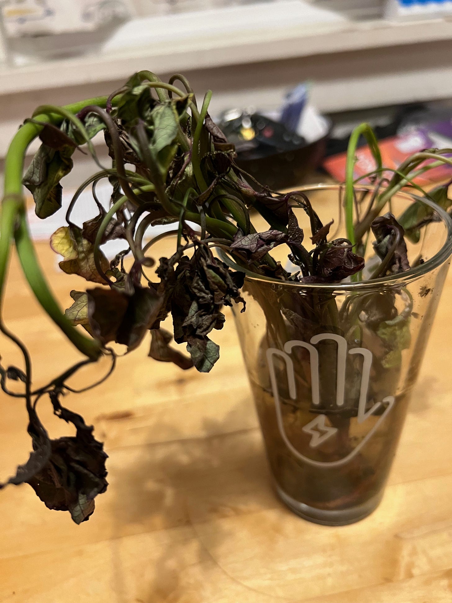 Wilted plants in a pint glass