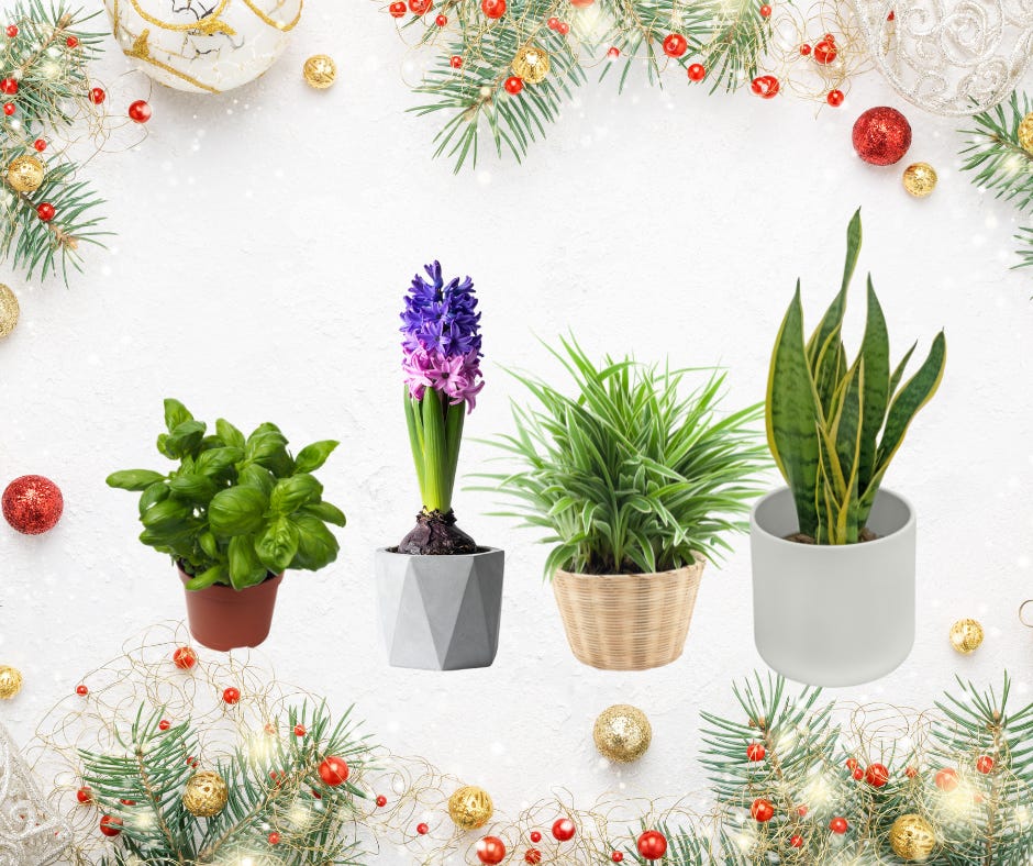 plant stands for hanging plants Hanging Plant Stand  wallacegardencenter