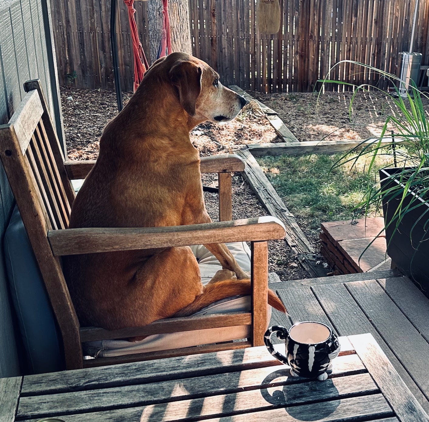 An elderly Red Bone Coon Hound dog sits in profile in a wooden chair on a back porch looking out into a back yard. Next to her on a weathered wooden table is a mug shaped like a black cat with white stripes.