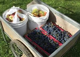 Best Management Practices for U-Pick Farms During the COVID-19 Pandemic -  Cornell Small Farms