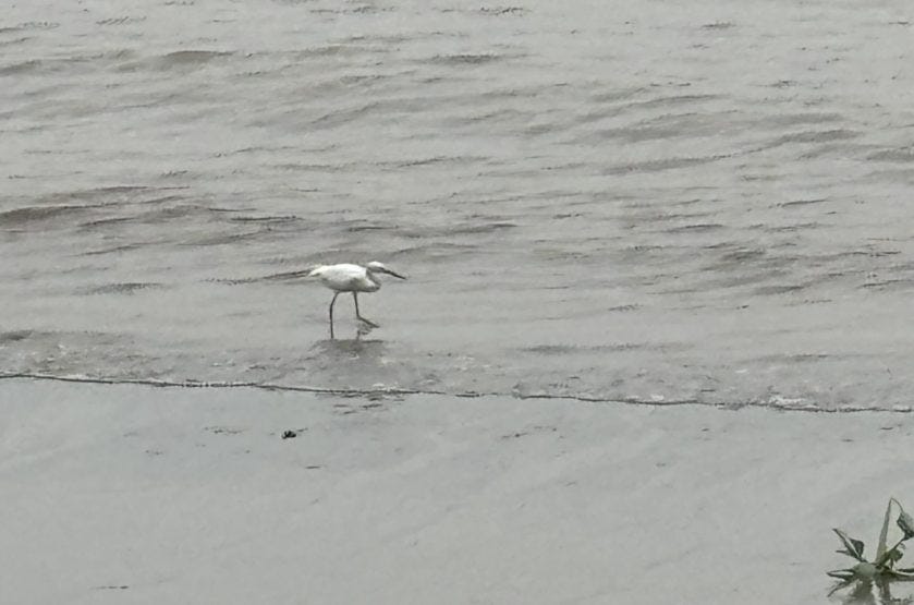 An egret bathing along the water on the Malecon 2000