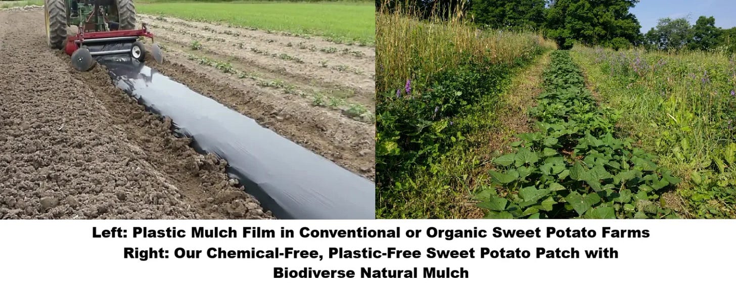 Premium Sweet Potato Fingerlings, Grown Without Chemicals or Plastic Films: Heirloom Non GMO, Hand Cultivated and harvested, An Anti-inflammatory Powerhouse Premium Sweet Potato Fingerlings, Grown Without Chemicals or Plastic Films: Heirloom Non GMO, Hand Cultivated and harvested, An Anti-inflammatory Powerhouse