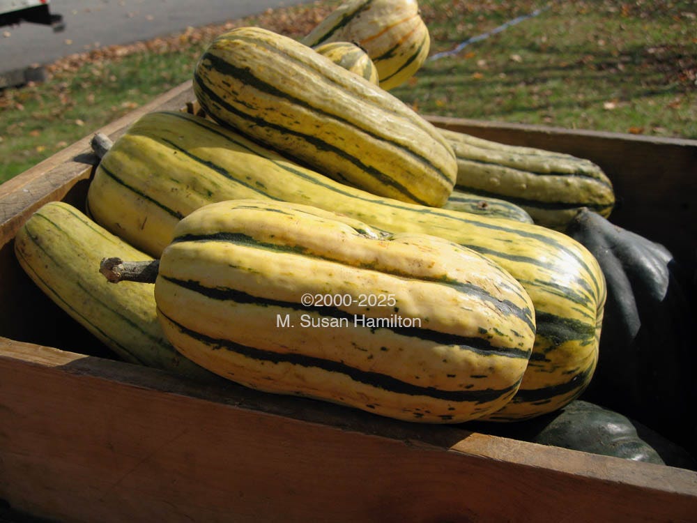 Delicata Squash Harvest, Hutchins Organic Farm, Concord, Massachusetts