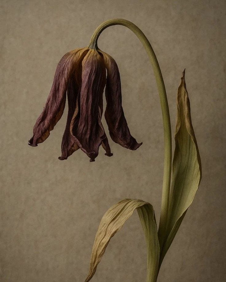 This may contain: a flower that is blooming from the stem to the bud in front of a wall This may contain: a flower that is blooming from the stem to the bud in front of a wall