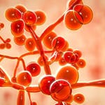 candida_1 candida_1