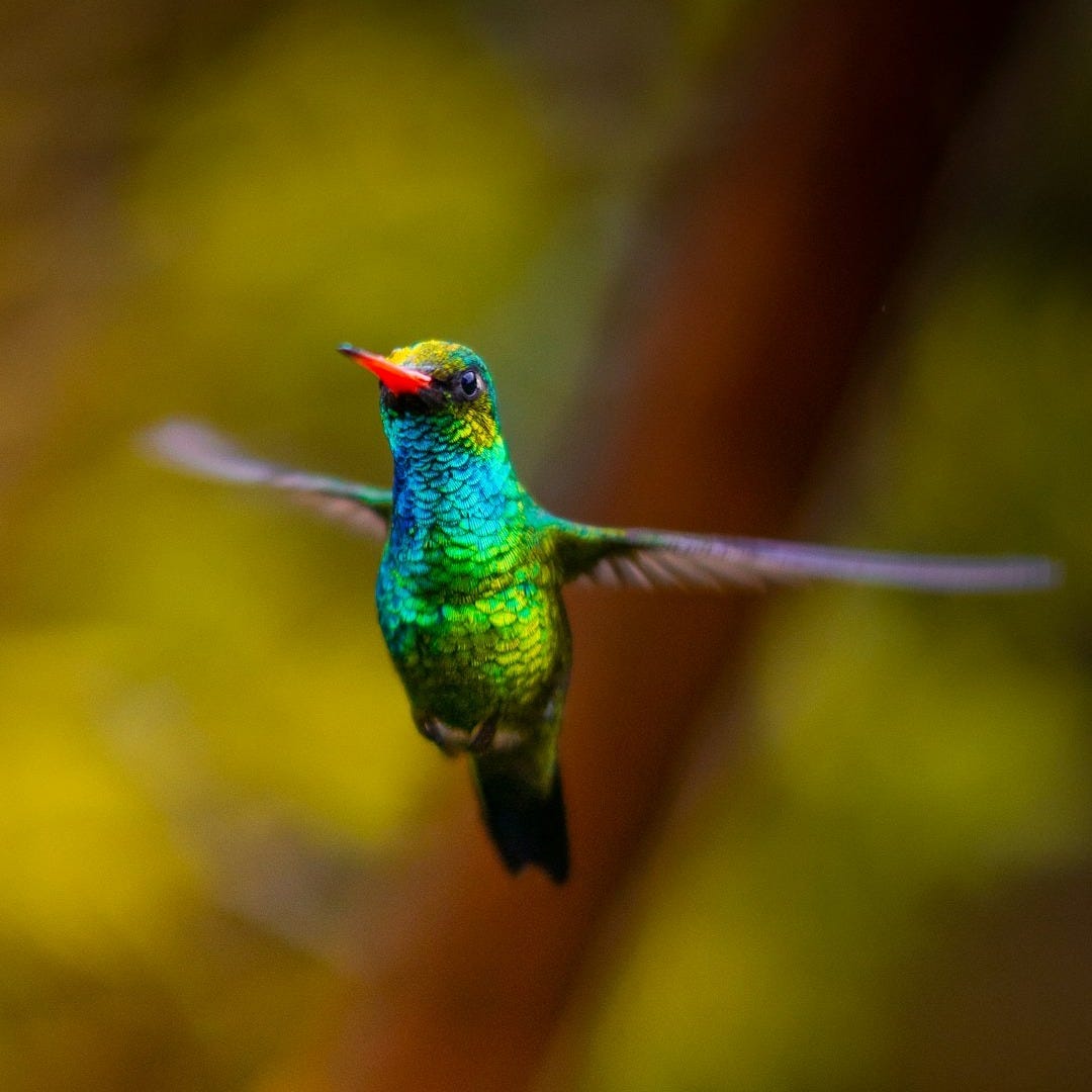green and brown humming bird green and brown humming bird