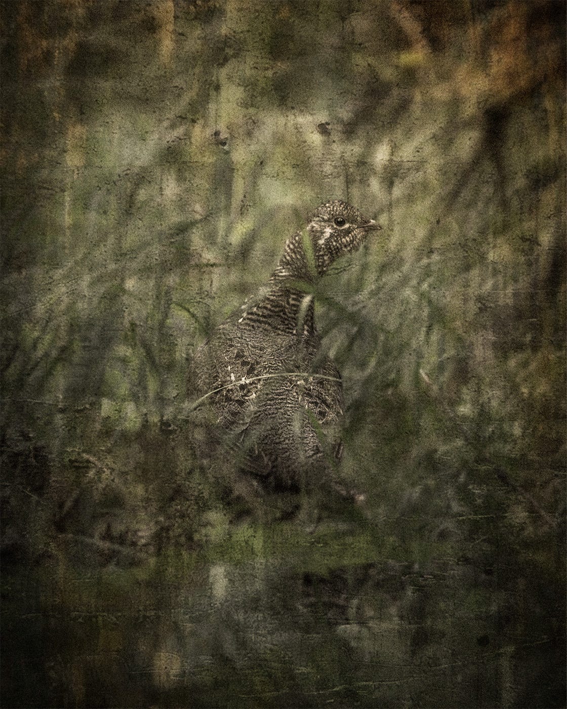 A spruce grouse in Chugach State Park, Alaska.