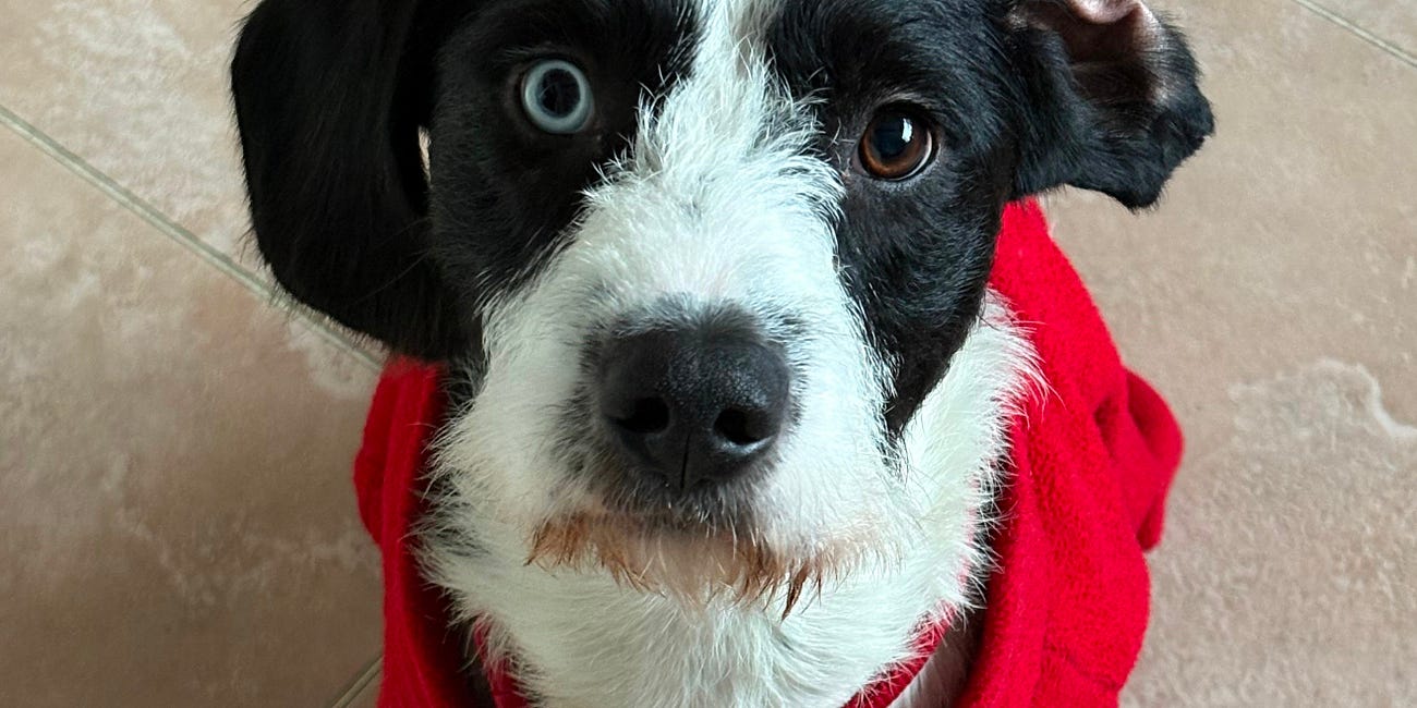 I’m a Failed Foster Dog Guardian, and I Couldn’t Be Happier