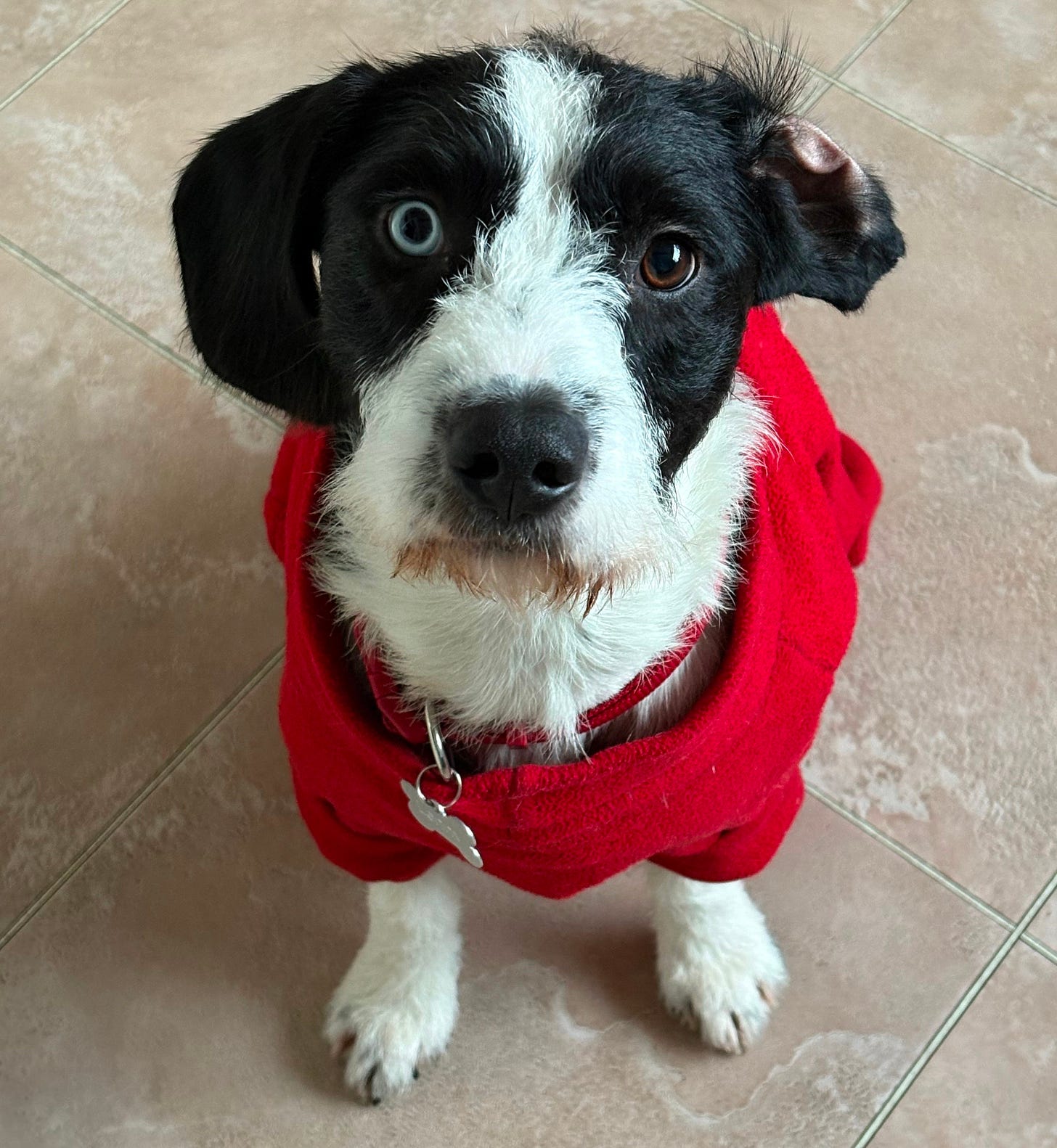 Black and white dog with a blue eye