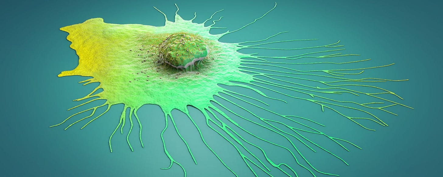 Green fluorescent semispherical object surrounded by tissue of the same color.