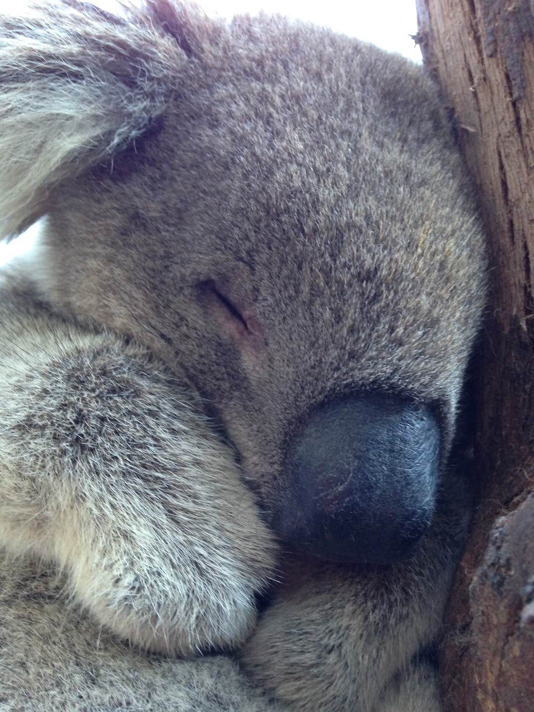 a snoozin' koala. photo: Jennifer Sandlin Used with permission