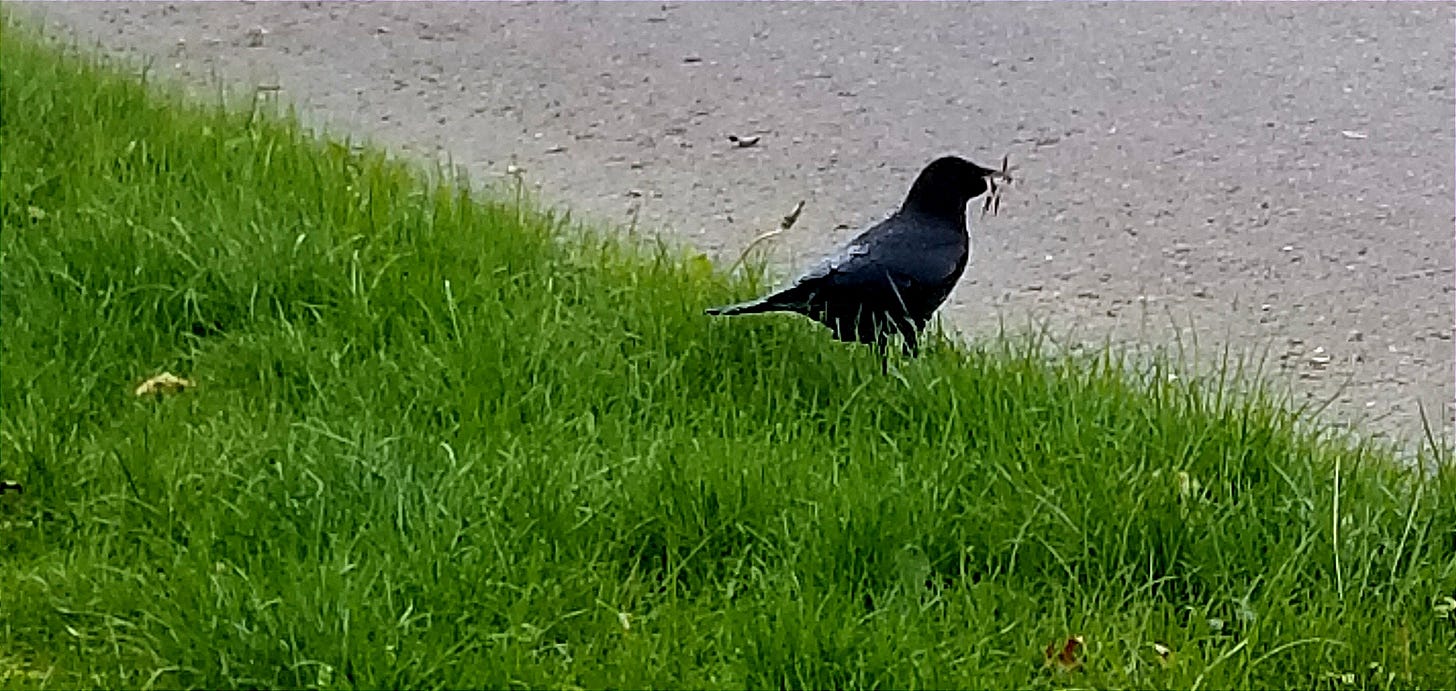 A crow stands on grass next to a road, holding nest building materials in their beak.