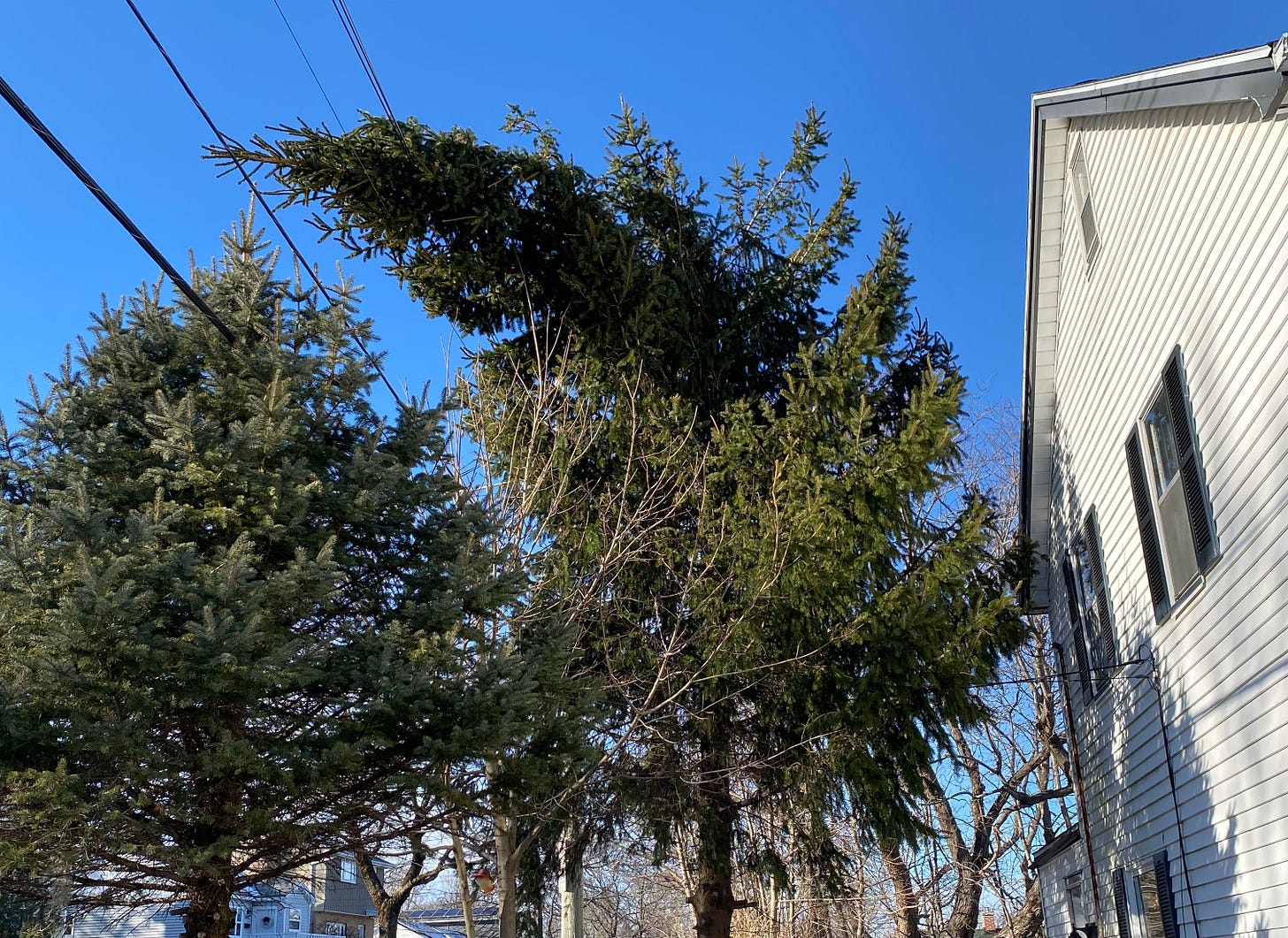 A pine tree stands next to a white house with black shutters, against a deep blue sky. The top of the pine is leaning way over to the left, resting against some power lines. It looks broken. A pine tree stands next to a white house with black shutters, against a deep blue sky. The top of the pine is leaning way over to the left, resting against some power lines. It looks broken.
