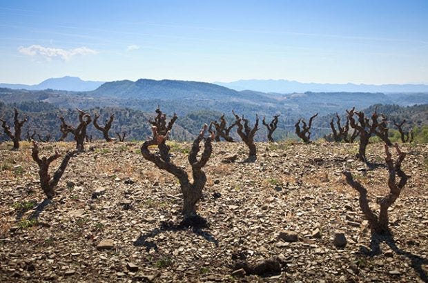 Priorat wine region - Decanter