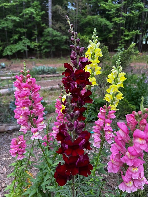 Scented flowers growing in my garden.