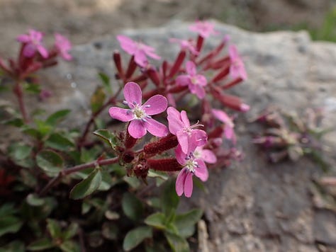 Eringer cows in the Swiss mountains