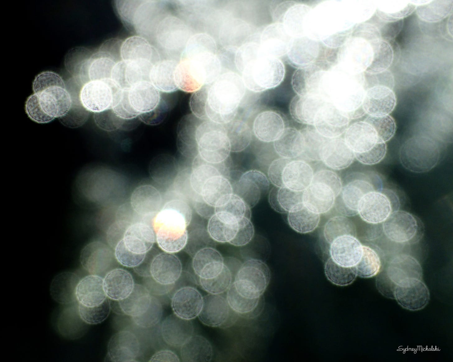 An abstract of white sparkling bokeh is created by a soft focus on dewy asparagus fronds.