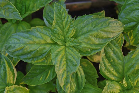 various basil plant varieties