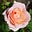 Fleur Alysse's avatar