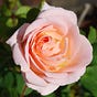 Fleur Alysse's avatar
