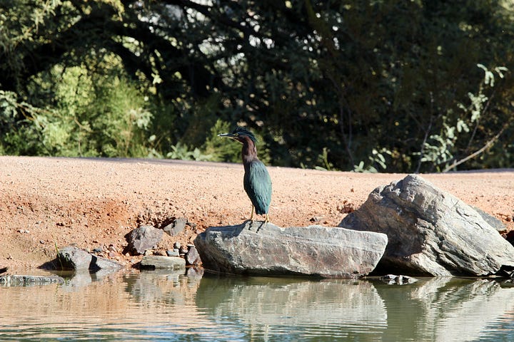 female phainopepla (on nest), me, female phainopepla, greater roadrunner, male northern cardinal, green heron