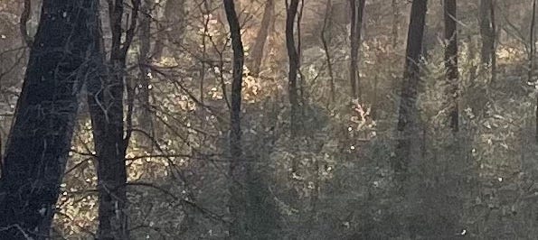 Undergrowth in a forest with a path of light shining through the trees, leading to something better.