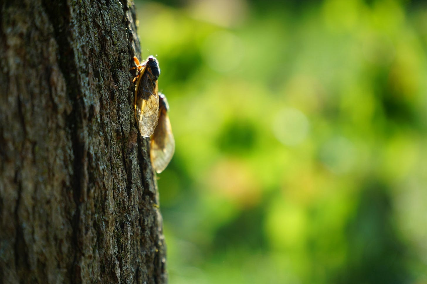 brown and black cicada insect on brown tree trunk during daytime