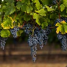 Wine Chronicle: What Happened to Cabernet?