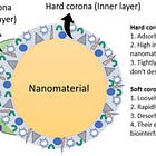 LNPs und ihre Protein-Corona