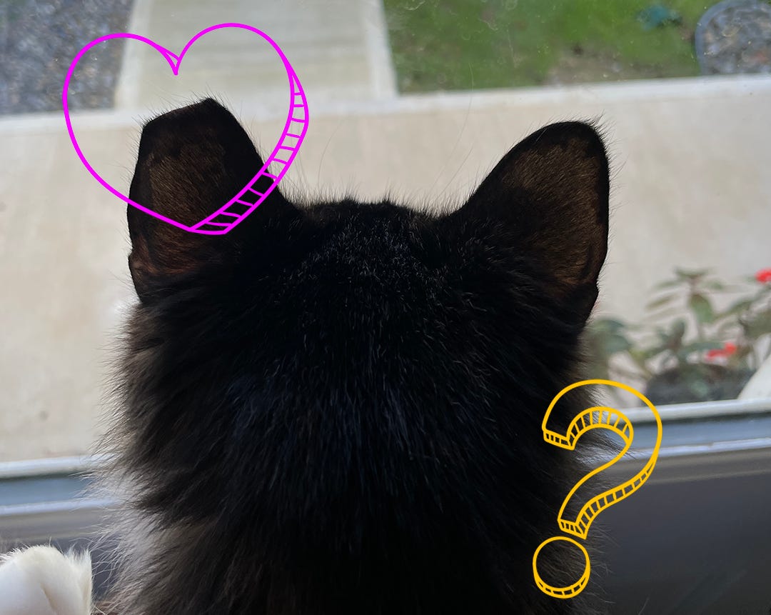 Backside photo of Coco showing her nipped ear