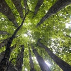 tree time chi kung - VRIJDAG LESSEN