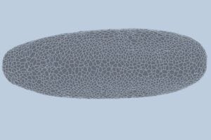 A developing Drosophila embryo was recorded using light sheet microscopy. The embryo is segmented, tracked, and reconstructed. Cell boundaries show how individual cells fold, divide, and rearrange.
