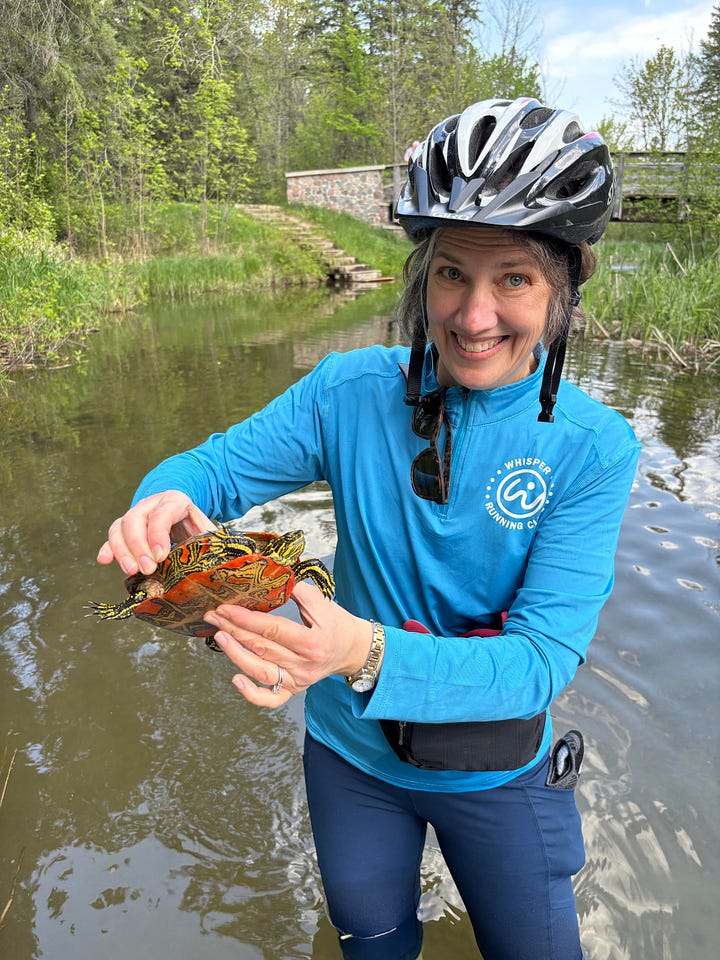 In the first photo, a middle-aged man standing in a river nonchalantly holds a turtle. In the second photo, a middle-aged woman holds the same turtle and smiles apprehensively.