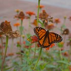 Sometimes you're the caterpillar. Sometimes you're the butterfly.