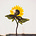 Một cái cây's avatar