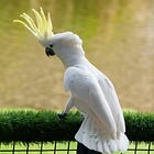 30 killer dance moves discovered in cockatoos