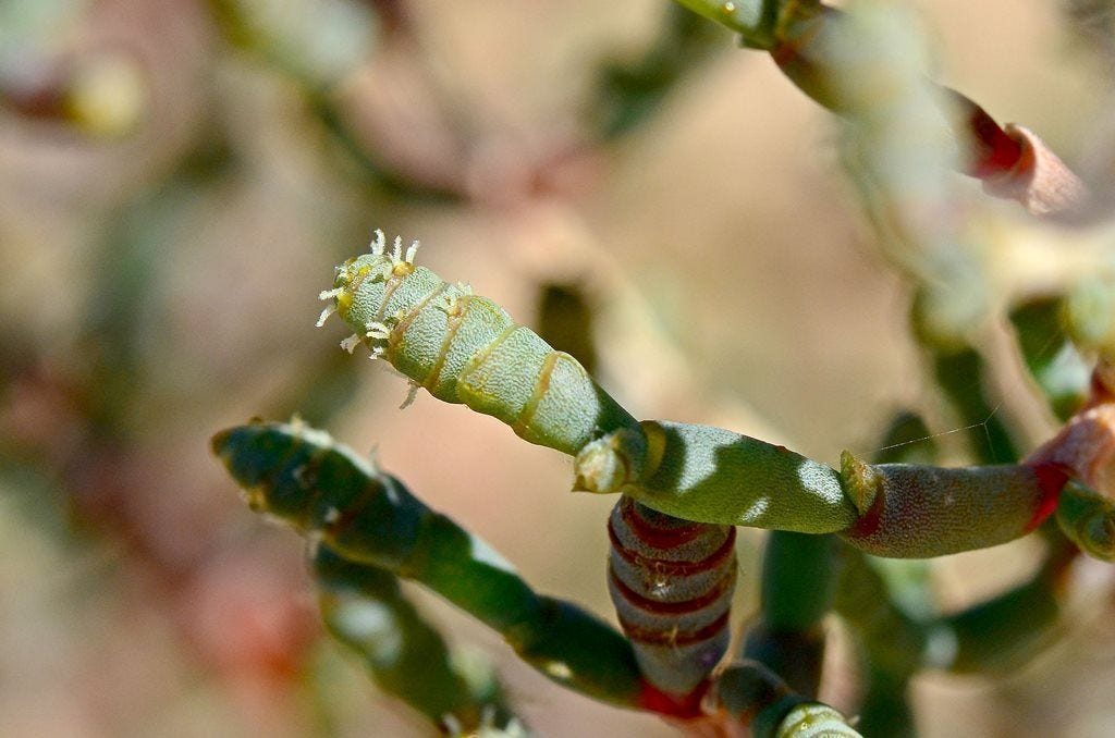 Tecticornia indica [flowers - ATLAS - G & M. Goods, 2018].jpeg