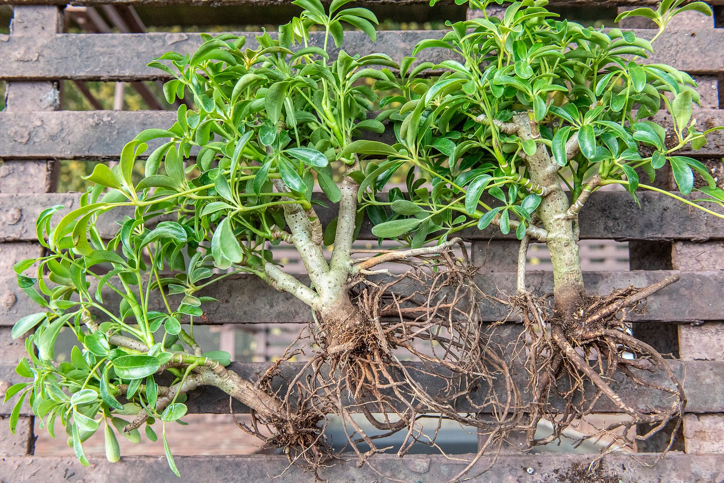 ID: Trio of bare root umbrella tree plants on my fire escape