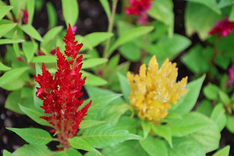 various celosia and cockscomb flowers