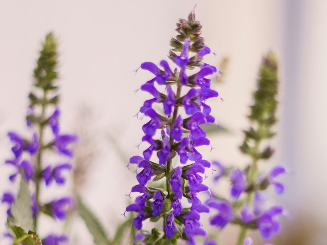 la sauge ornementale résiste et attire les pollinisateurs. la sauge ornementale résiste et attire les pollinisateurs.