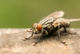 House fly - Biocontrol, Damage and Life ...