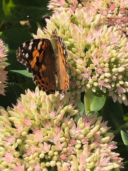 The Wonder of Incarnation: Joy Is Here The Wonder of Incarnation: Joy Is Here